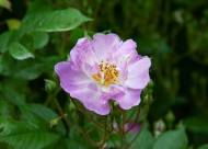 Villa Giustiniani – Fotogallery il Roseto – 13